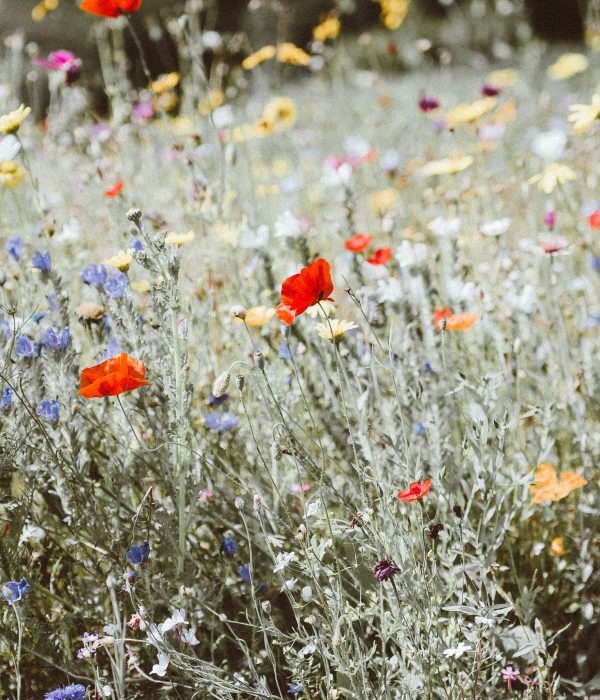 How to Create a More Sustainable Garden This Summer